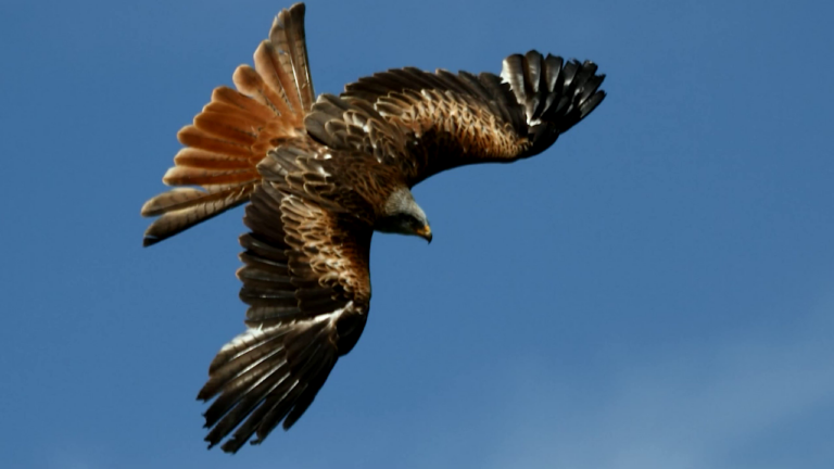 wildpark-potzberg